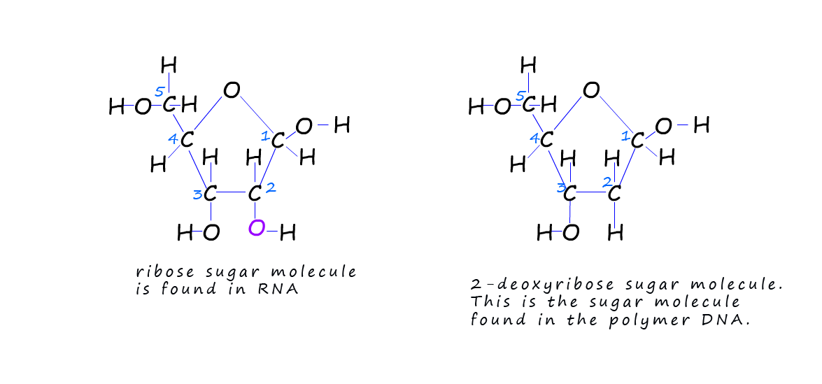 structure of ribose sugar and deoxyribose